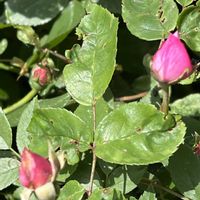 ミニバラ,今日も元気で,今日も笑顔で♡,金曜日の蕾たち,煌めきの金曜日の画像