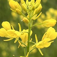 菜の花,黄色の花,今日も元気で,今日も笑顔で♡,金曜日の蕾たちの画像