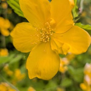 シロヤマブキ,ヤマブキ,ヤマブキ,ヤマブキ,ヤマブキ（山吹）の画像