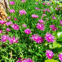 マツバギク,マツバギク,ガーデニング,ボタニカルライフ,お庭の植物の画像