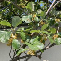 キウイフルーツ,つる性植物,季節の花,実のなる木,綺麗✨の画像