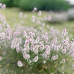 トリフォリウム バニーズ,ナチュラルガーデン,ジャンクガーデン,花のある暮らし,緑のある暮らしの画像