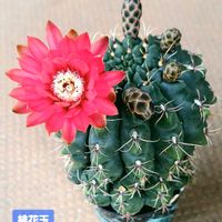 サボテン,銀手毬,緋花玉,フォルモーサ,ギンテマリの画像