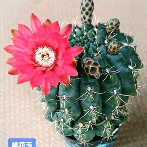 サボテン,銀手毬,緋花玉,フォルモーサ,ギンテマリの画像