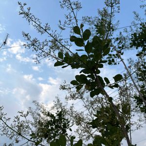 スモーク・ツリー,ナチュラルガーデン,ジャンクガーデン,花のある暮らし,緑のある暮らしの画像
