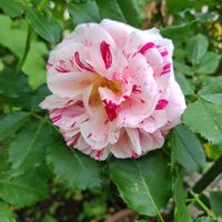 乙女心,ガーデニング,ピンクの花,かわいいな♡,お花大好き♡の画像
