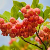 サラサドウダン,おうち園芸,GS7年目,広い庭,庭の画像