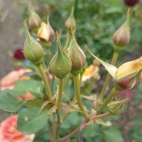 エキナセア,エキナセア,カシワバアジサイ,カシワバアジサイ,薔薇 ジュリアの画像
