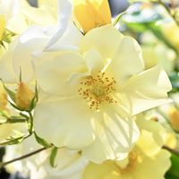 ヤマブキ,リモンチェッロ,黄色い花,黄色いバラ,しべ好きの画像