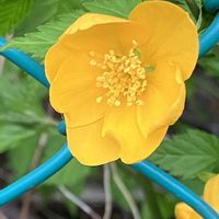 ヒペリカム,ヤマブキ,今日のお花の画像