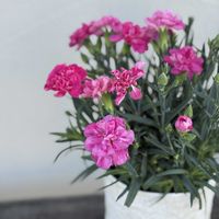 カーネーション,ナチュラルガーデン,ジャンクガーデン,花のある暮らし,緑のある暮らしの画像