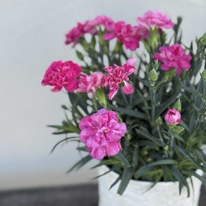 カーネーション,ナチュラルガーデン,ジャンクガーデン,花のある暮らし,緑のある暮らしの画像