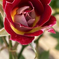 紫陽花 アジサイ あじさい,スマホ撮影,バラ・ミニバラ,ベテラン乙女倶楽部,花友さんに感謝♡の画像