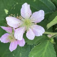 ブラックベリー,ナワシロイチゴの花,毎月15日はいちごの日の画像