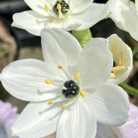 オーニソガラム,アラビカムの画像