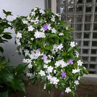 ニオイバンマツリ,綺麗の画像