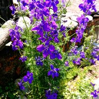 ニンニク,千鳥草,姫ひおうぎ,５月の青空,５月の青空の画像