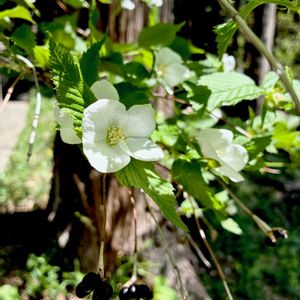 シロヤマブキ,ヤマブキ,ヤエヤマブキ,白い花,落葉低木の画像