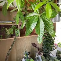 パキラ,実生 パキラ,実生 パキラ,観葉植物,キキ　パキラの画像