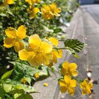 ヤマブキ,山野草,バラ科,オレンジ色の花,黄色いお花大好き協会の画像