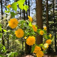 シャクナゲ,ヤマブキ,ヤマブキ,ヤエヤマブキ,落葉低木の画像