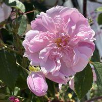 モッコウバラ,バロン・ジロード・ラン,ブラッシュ・ブールソール,国営越後丘陵公園,つるエンジェル・フェイスの画像