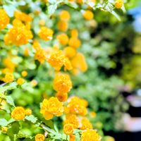 ヤマブキ,ヤエヤマブキ,八重咲きヤマブキ,お花,今日の花の画像