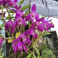 セッコク,デンドロビウム,観葉植物,山野草,洋ランの画像