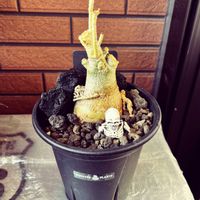 アデニウム,観葉植物,塊根植物,窓際,室内管理の画像