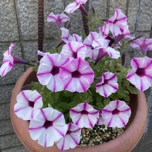 ナス科,我が家の鉢植え,ペチュニア属,自然大好き派,園芸もやっていますの画像
