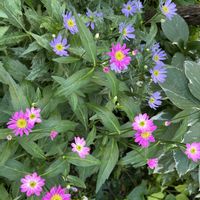 ミヤコワスレ,花のある暮らし,小さな庭の画像