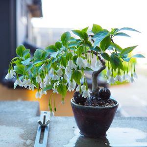 盆栽,小品盆栽,山野草,バルコニー/ベランダの画像