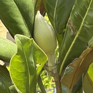 タイサンボク,泰山木(タイサンボク),タイサンボクの蕾,モクレン科モクレン属,金曜日の蕾たちの画像