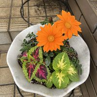 ガザニア,コリウス,寄せ植え,平和を願う☆,いつまでも友達でいよう♡の画像
