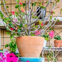 ミルクブッシュ,ハナキリン、八福神,ペチュ二ア,花のある暮らし,多様性を愛する会の画像