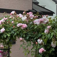 かわいい,きれい,つるバラ,花のある暮らし,アーチの画像