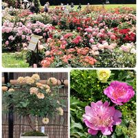 ミニバラ,ミニバラ・モカ,神代植物公園バラ盆栽展,しゃくやく園,ガーデニングの画像
