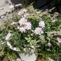 スカビオサ,ブラキカム,寄せ植え,斑入りセリ フラミンゴの画像