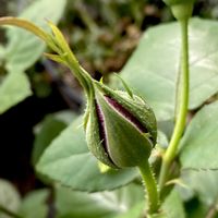 シロタエギク,薔薇　黒真珠,バラ、薔薇、ばら,GSに感謝。,マンションのベランダの画像