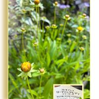 コレオプシス,千葉県,私のお庭,金曜日の蕾たち,コレオプシス リーディングレディ シャーリーズの画像