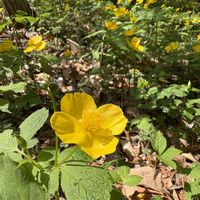 カタクリ,ヤマブキソウ,花散歩,癒しの時間,赤城自然園の画像