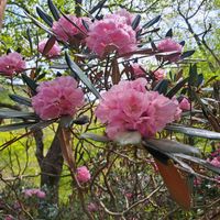 シャクナゲ,ツクシシャクナゲ,弥山,八経ヶ岳,大峯奥駆道の画像