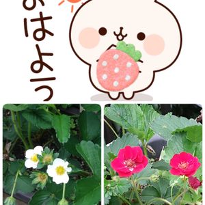 イチゴの花,赤い花,白い花,プランター栽培,毎月15日はいちごの日の画像