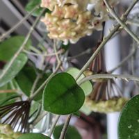 ホヤ・マチルダ,ホヤ　マチルダ,多肉植物,観葉植物,ホヤの画像