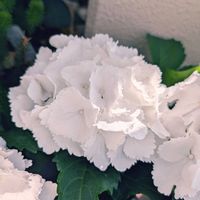 紫陽花ハイドランジア アイス ベアー,ガーデニング,ベランダガーデニング,紫陽花 アジサイ あじさい,ベランダの画像