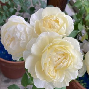 バラ いおり,レイニーブルー,ヴァネッサ・ベル,ワイルドブルーヨンダー※,バラ 鉢植えの画像