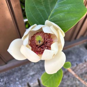 イチゴ,オオヤマレンゲ,カラタネオガタマ,庭の画像