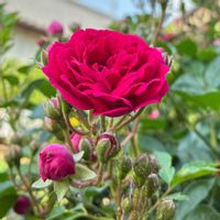 フウセンカズラ,ミニバラ,ハツユキソウ,アークトチス・グランディス,フウセンカズラの芽の画像