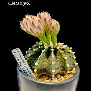 Gymnocalycium friedrichii LB2178.,カクタス広瀬,金曜日の蕾たち,窓辺の画像