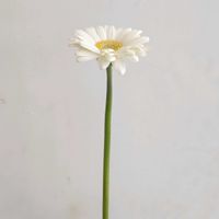 ガーベラ,ガーベラ・アリエル,一人一花,一人一花運動@福岡市,ハナノヒの画像
